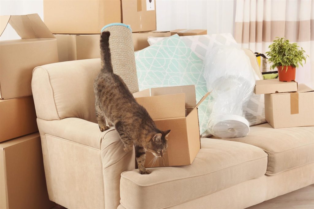 Moving Tips When Moving with Pets
