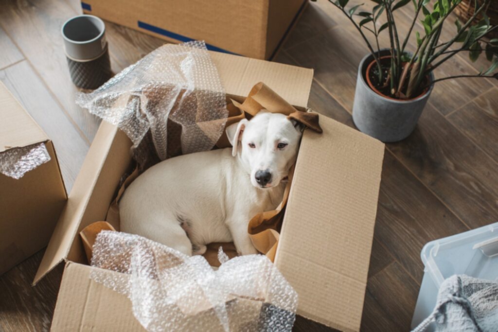 Dog sleeping in cardboard box